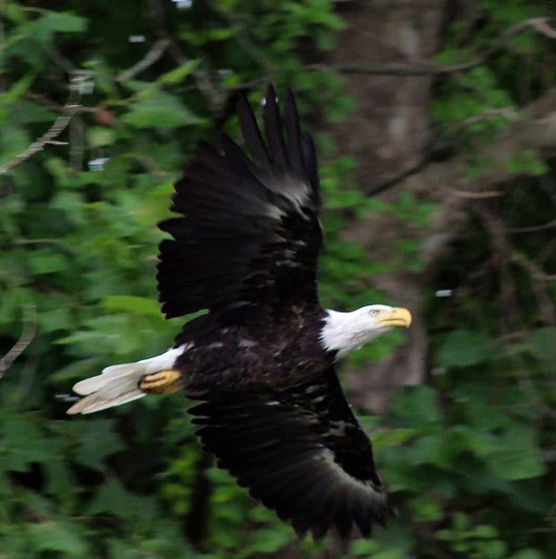 Bald Eagle In Kingston, New York | IntoBirds