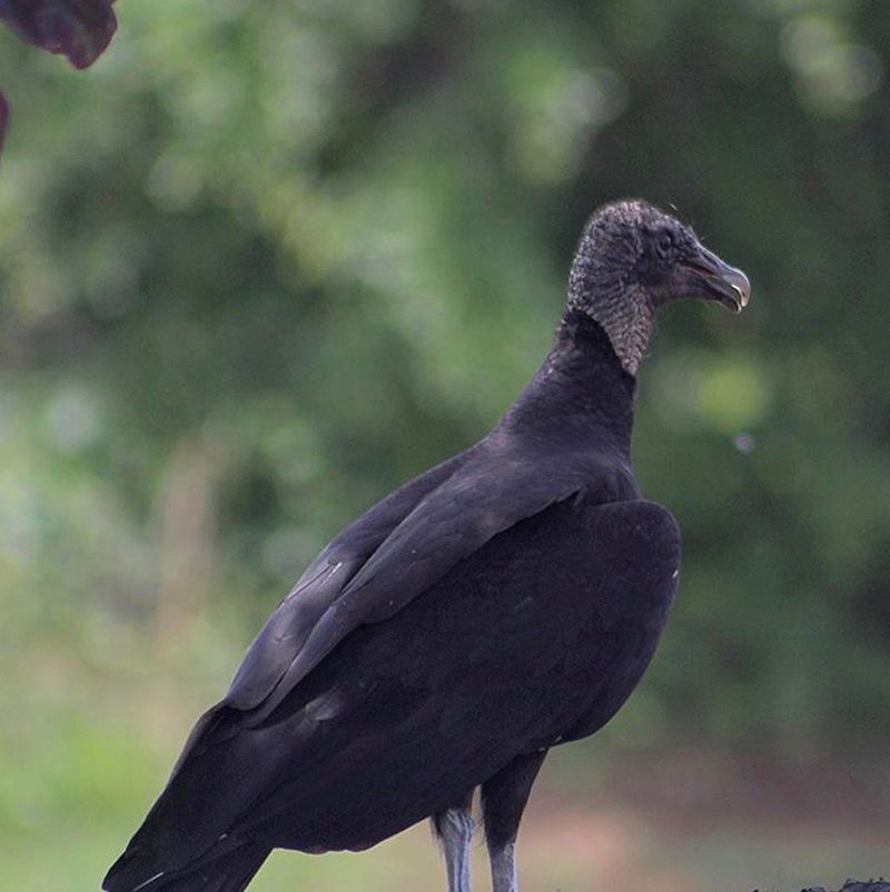 Black Vulture - intoBirds