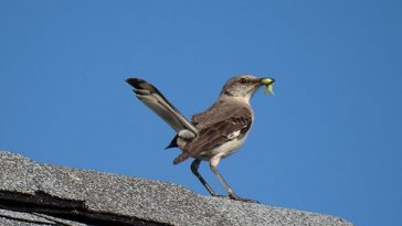 Ditch the Pesticide. Birds Eat 400 to 500 Million Tons of Insects Annually