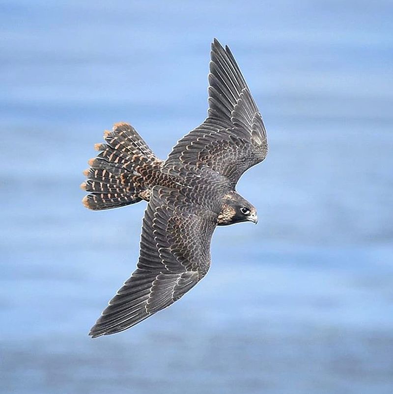 Juvenile Peregrine Falcon Flying Over the Ocean - intoBirds