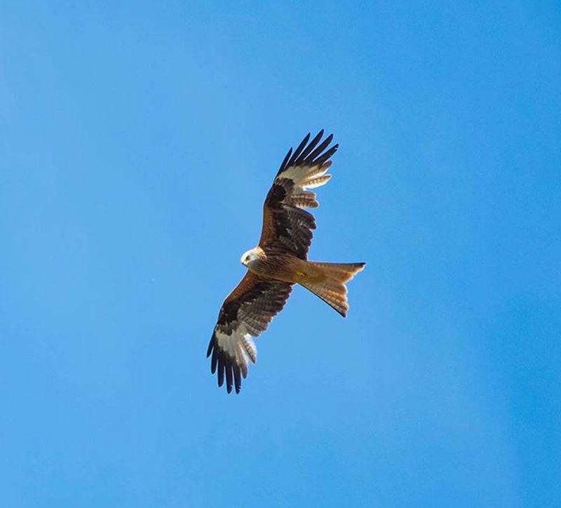 Red Kite in West Yorkshire England intoBirds