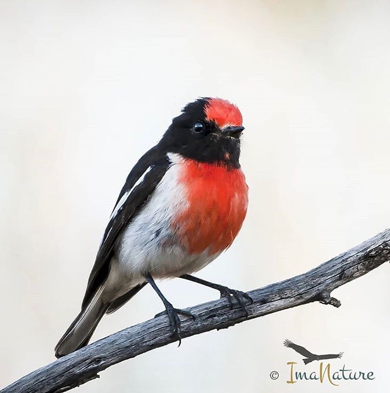 red robin bird