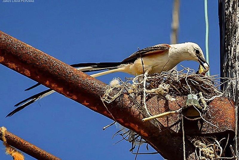 Scissortail Flycatcher Feeding its Chicks intoBirds
