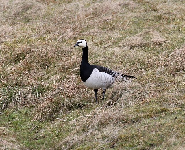 Barnacle geese can only fully adapt to the rapid warming of the Arctic when they find ways to depart earlier from their wintering grounds