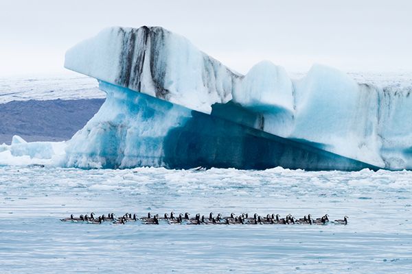 After nearly non-stop migration, in an attempt to cope with a rapidly warming Arctic, the geese need time on the breeding grounds to build up body stores before they can start laying eggs