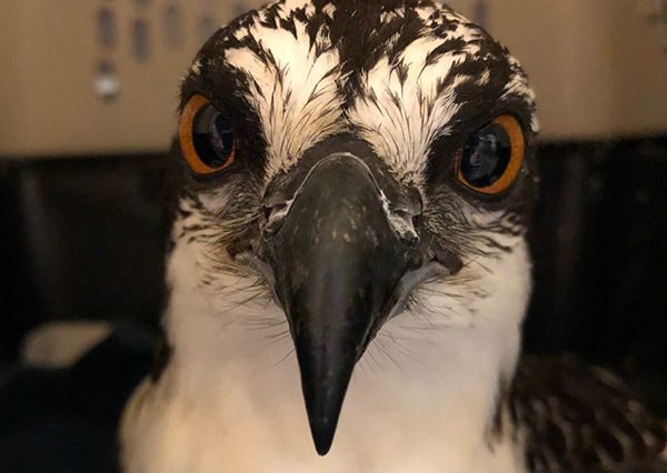 Osprey Suffers Death by Plastic