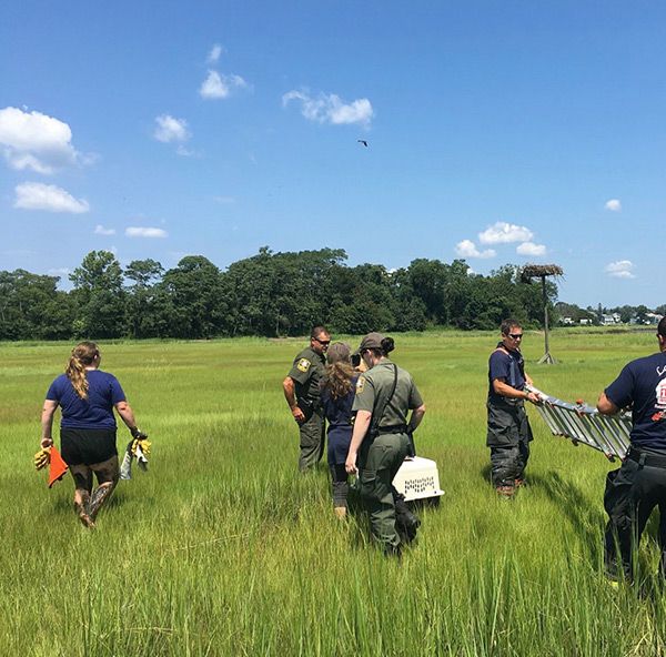 Christine teams with the CT ECONN police, and the local fire department work together safely untangling an Osprey. Photo credit: Betsy Peyreigne