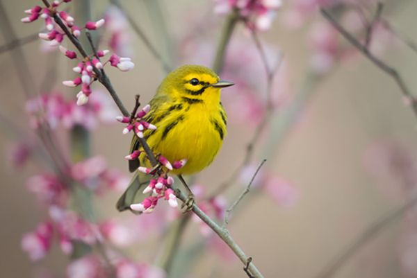 Insectivorous birds such as this Prairie Warbler (Setophaga discolor) showed the most drastic declines across all geographic scales, from local to continental