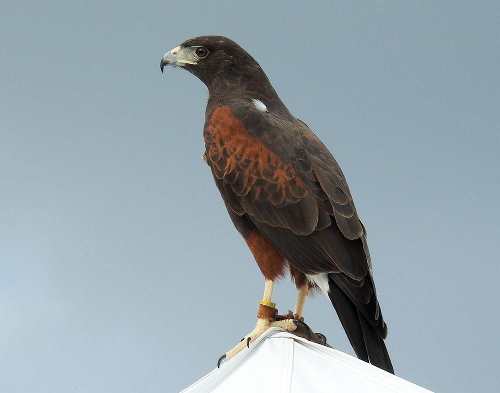 The Harris's Hawk can detect an object at twice the distance compared to human vision
