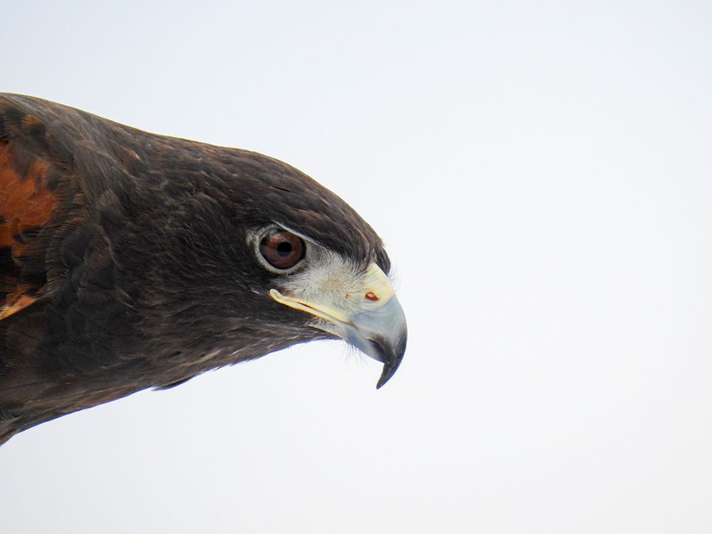 Having eyes like a hawk doesn’t make birds of prey better hunters