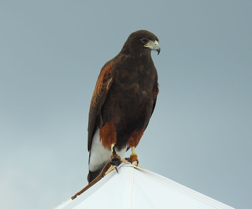 We must understand how birds of prey perceive their world to improve efforts to conserve and protect them