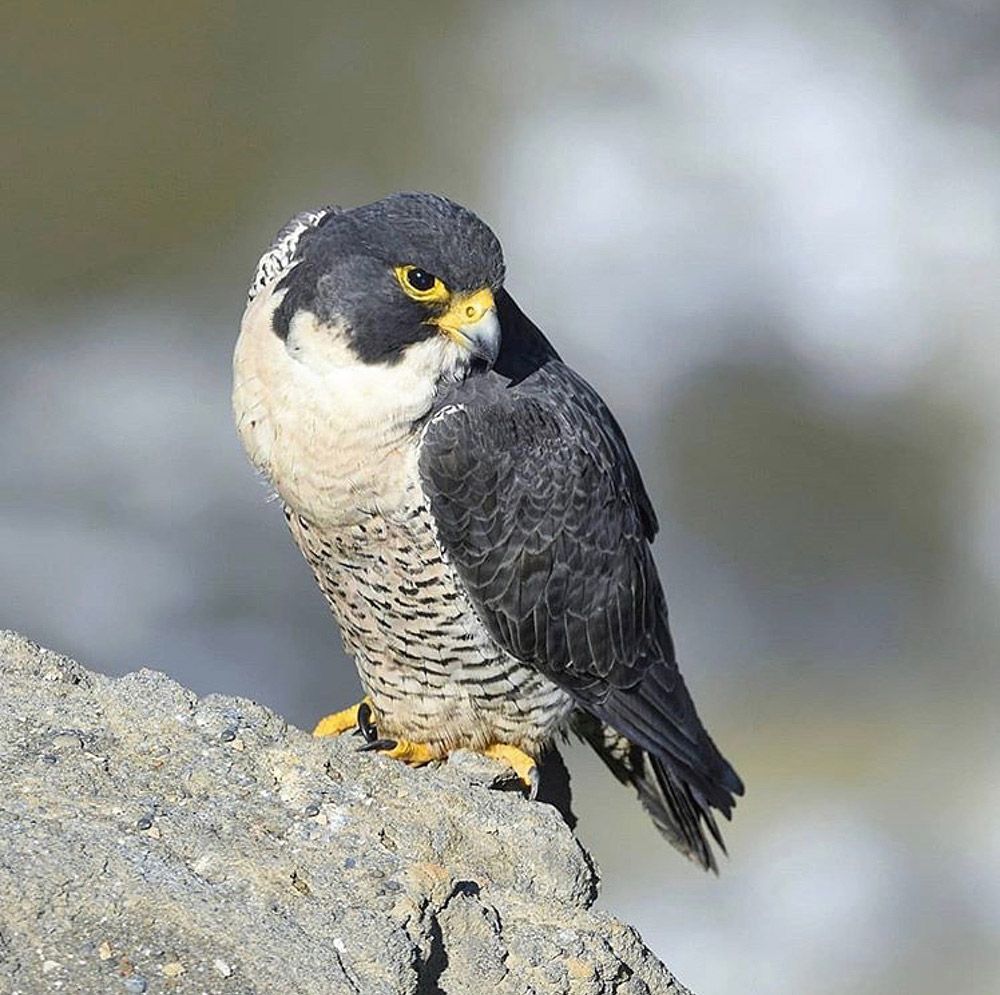 Female Peregrine Falcon intoBirds
