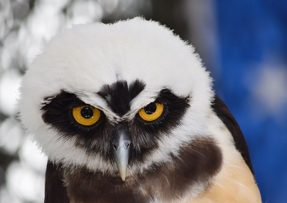 The pattern of feathers around its eyes that make this owl look like it’s wearing spectacles