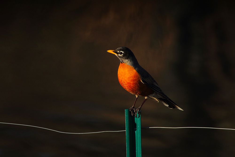 A favorite of springtime - the beautiful red-breasted Robin