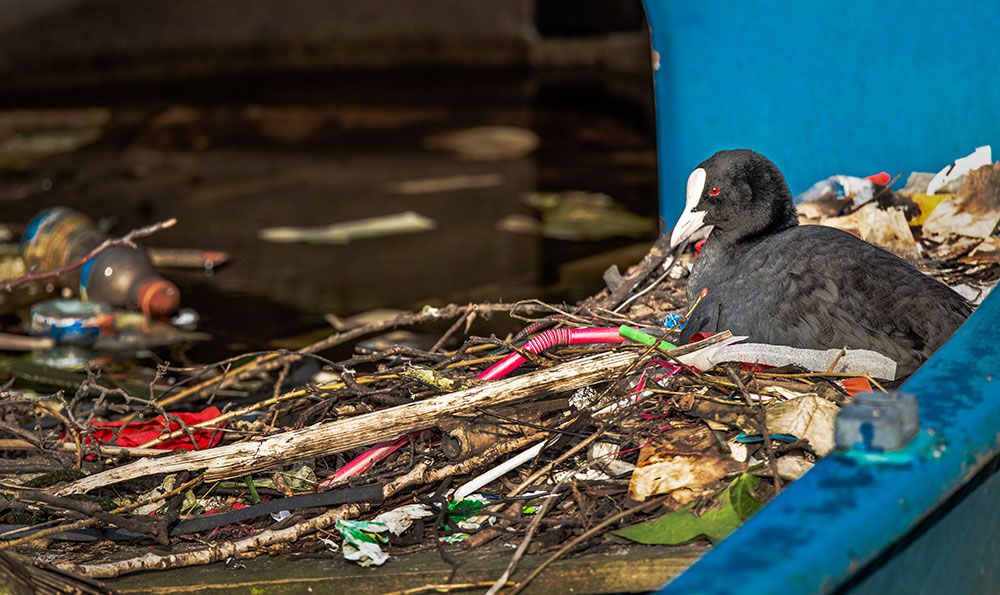 A Eurasian Coot sits on a nest built inside a half-sunk boat in an Amsterdam canal. The nest is filled and made with sticks and a variety of human litter, including plastic straws and bottles.