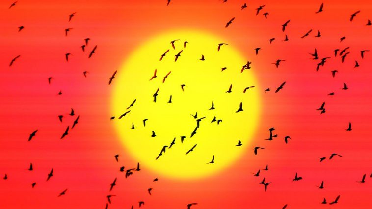 4+ Billion Birds on the Move During Fall Migration