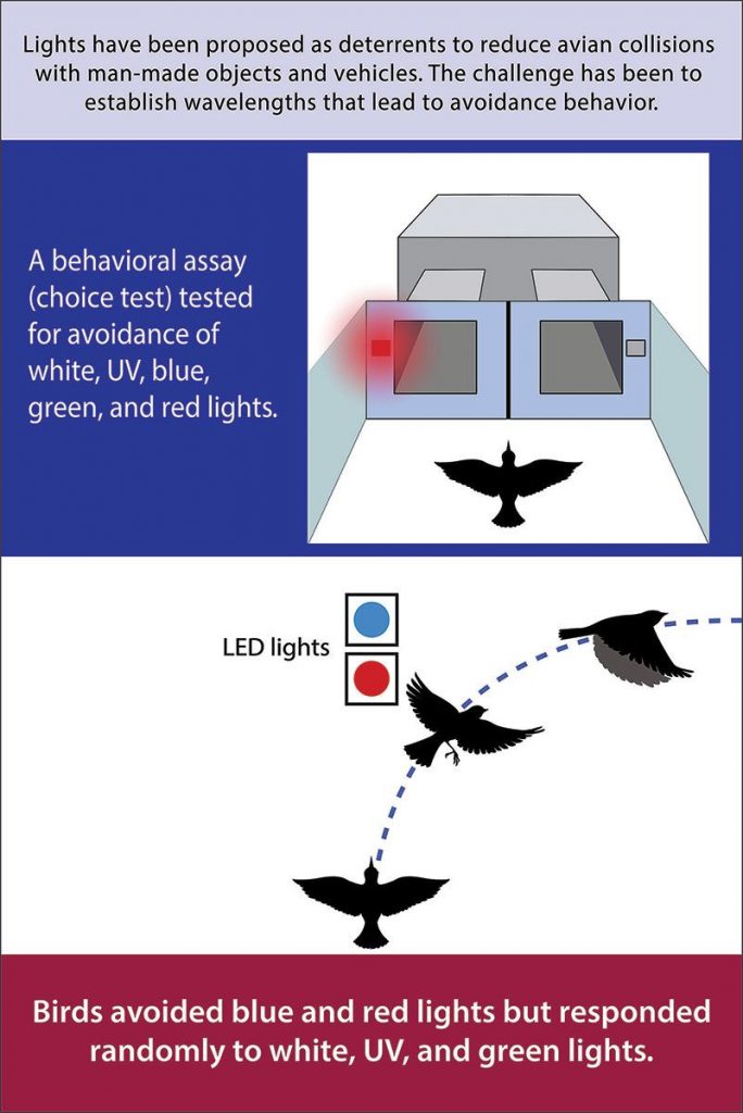 Giving birds a choice test helps researchers determine what kinds of light they tend to avoid. (Purdue University photo/Gabriela Sincich)