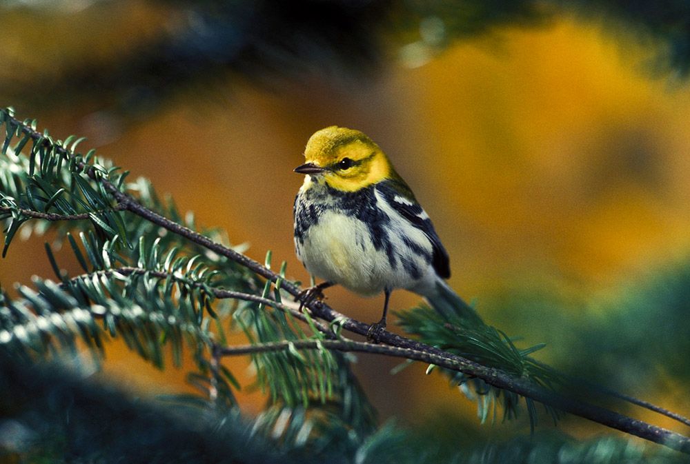 Headed for northern latitudes, the Black-throated Green Warbler will pass through the eastern half of the United States