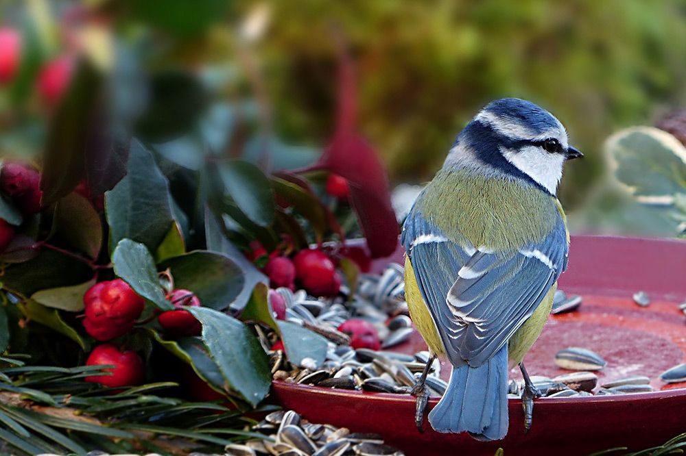 Blue Tit left with sunflower seeds with the hull intact that takes longer to open and eat