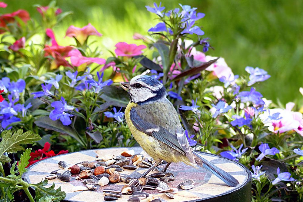Blue Tit enjoying a handful of seeds