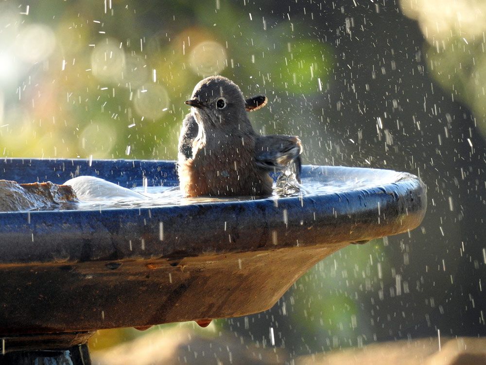 Be sure to clean out bird baths once a week