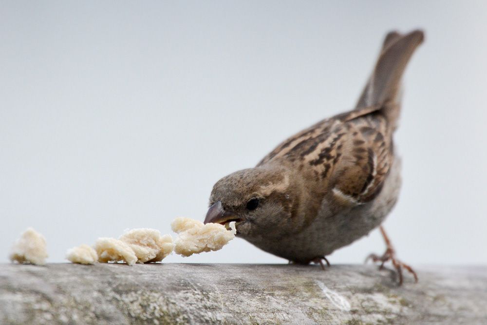 Don't feed birds bread. It fills a bird's stomach without giving them the nutrients they require