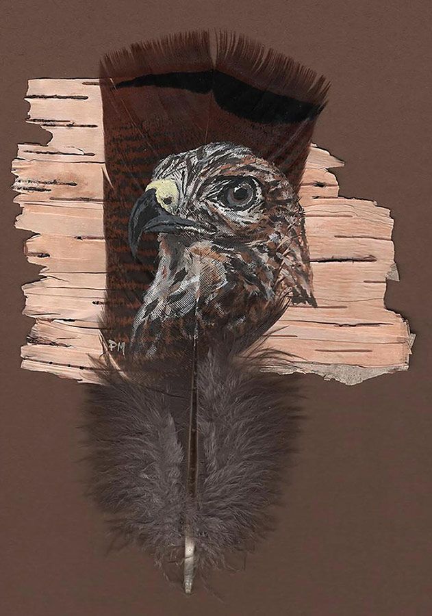 Ferruginous Hawk on turkey feather and birch bark