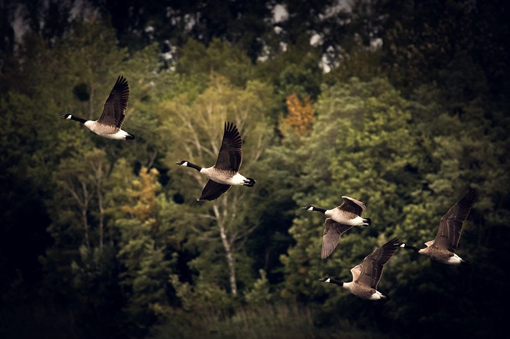 A flock of Canada Geese caused 2009’s “Miracle on the Hudson"
