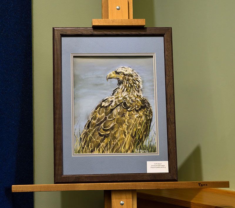 'Cliff Watch' by Pat Morris (Immature Bald Eagle)