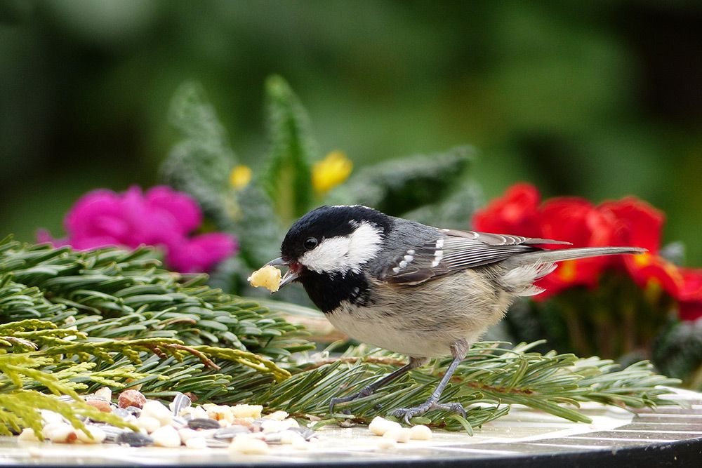 Coal Tit quickly grabbing a bite to eat