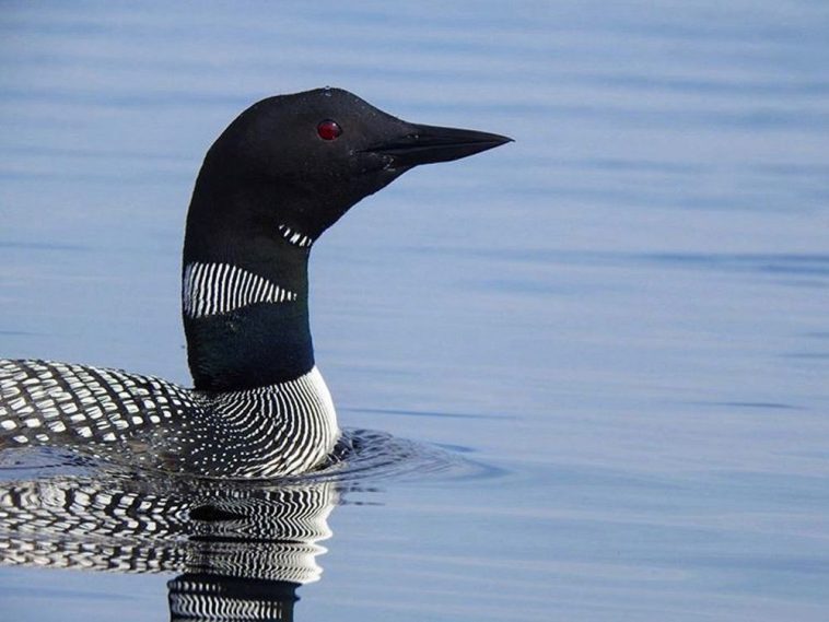 Look at the profile of this stunning Common Loon in British Columbia by @northern_observer