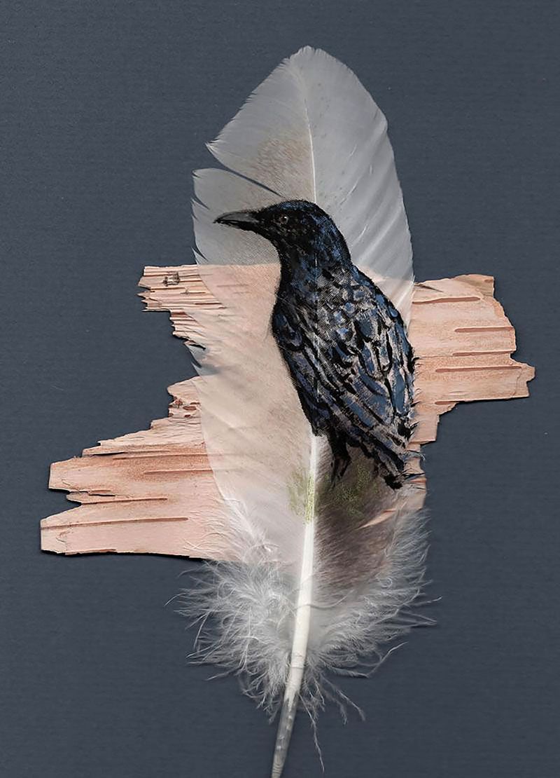 Crow on turkey feather with birch bark