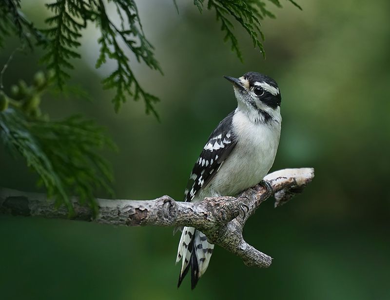 Downy Woodpeckers eat mosquitoes, beetles, weevils, ants, plant lice, caterpillars, fruits, seeds, and sap