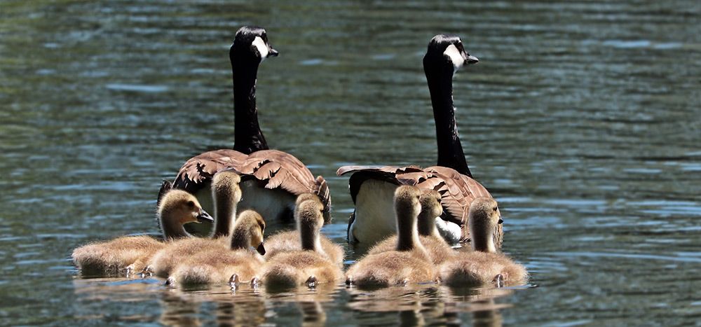 Let's work together to make the world a better and safer place for birds and humans to coexist