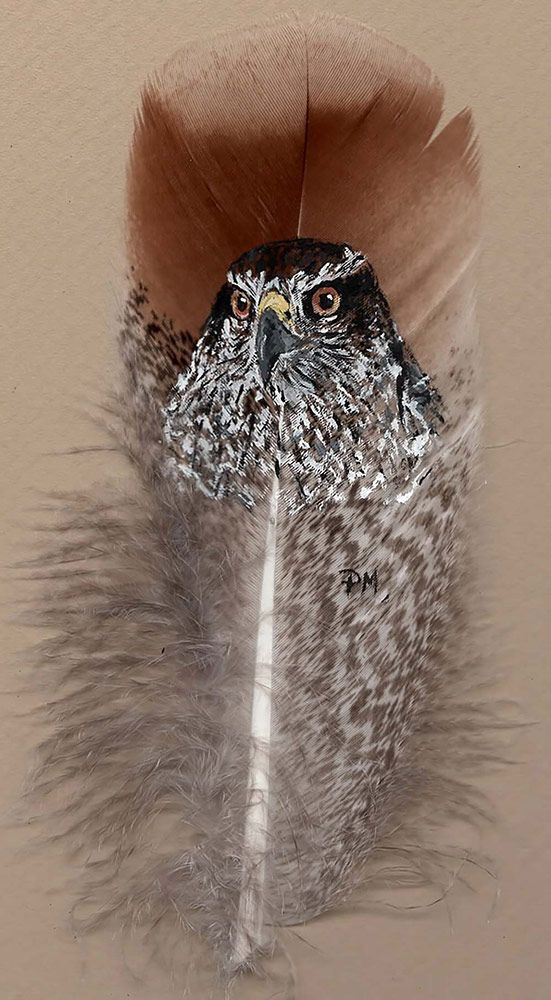 Northern Goshawk on turkey feather by Pat Morris