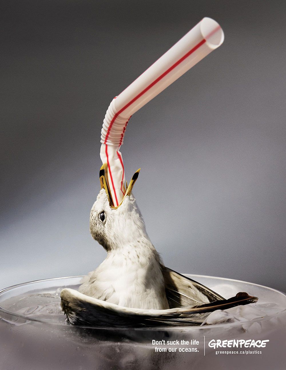Greenpeace advertisement by Rethink, Canada - Bird