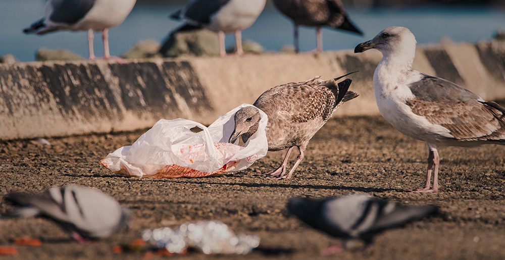 Items carelessly discarded by humans become lethal to birds or other wildlife