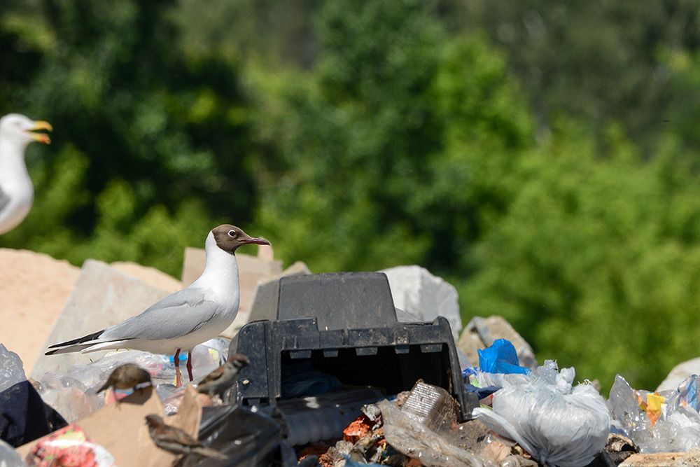 A hungry Black-headed Gull finds itself with a plastic bag around its neck when scavenging for food in human litter