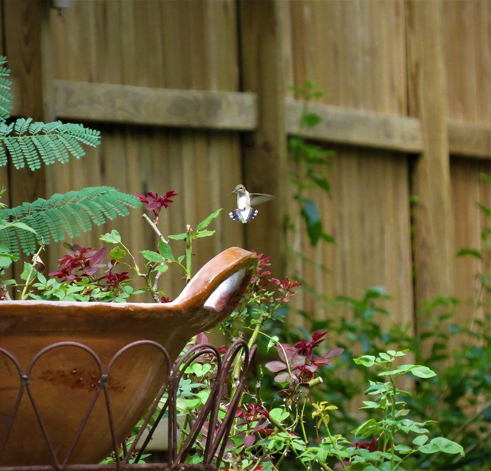Hummingbirds appreciate an abundance of different flowers, from container-grown annuals to tall garden specimens