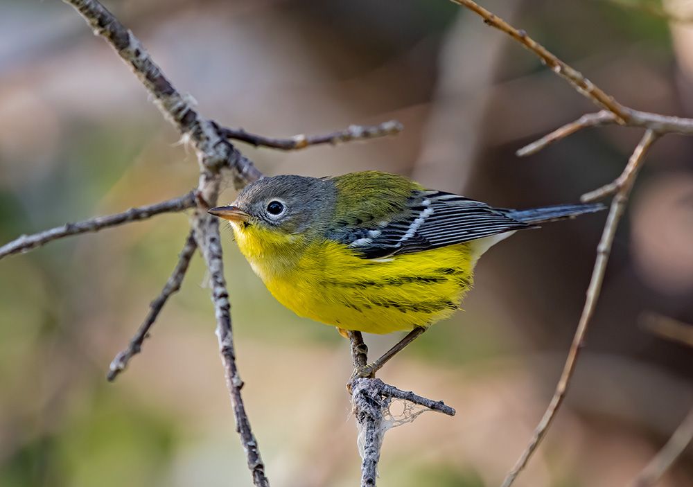 Creating a Continental Bird Migration Forecast - intoBirds