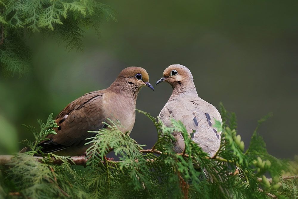 Morning Doves top the list of bird species involved in collisions with aircraft in the United States