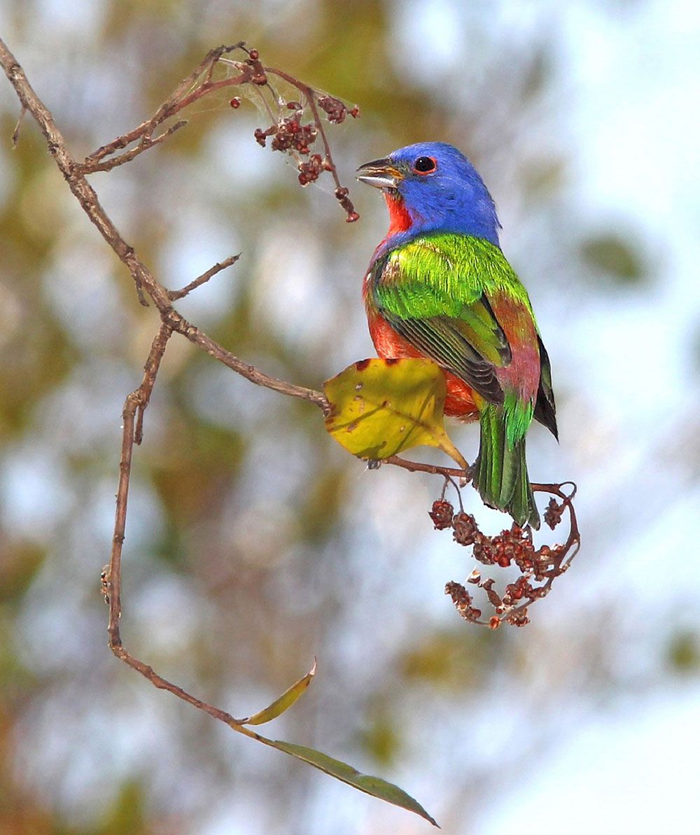 Painted Buntings fly under the cover of darkness to reach breeding grounds in southern USA