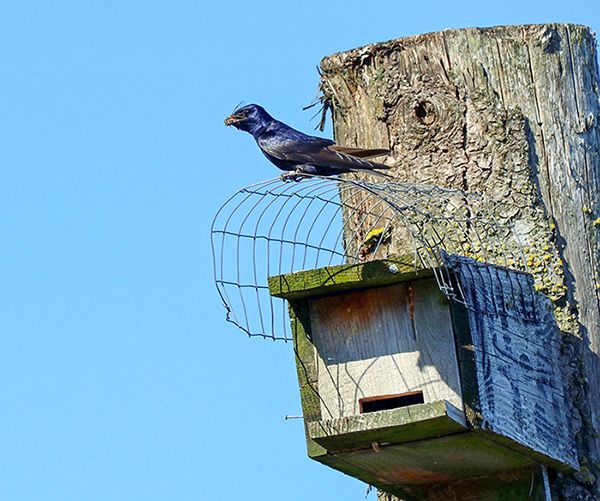 Purple Martins are commonly thought of as prolific mosquito consumers