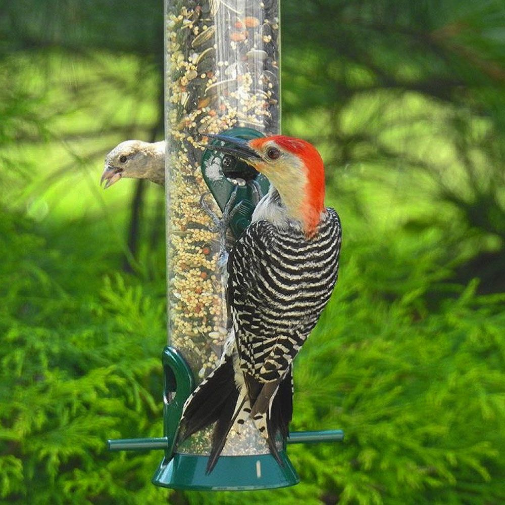 Bird feeders bring nature's reality tv to you backyard