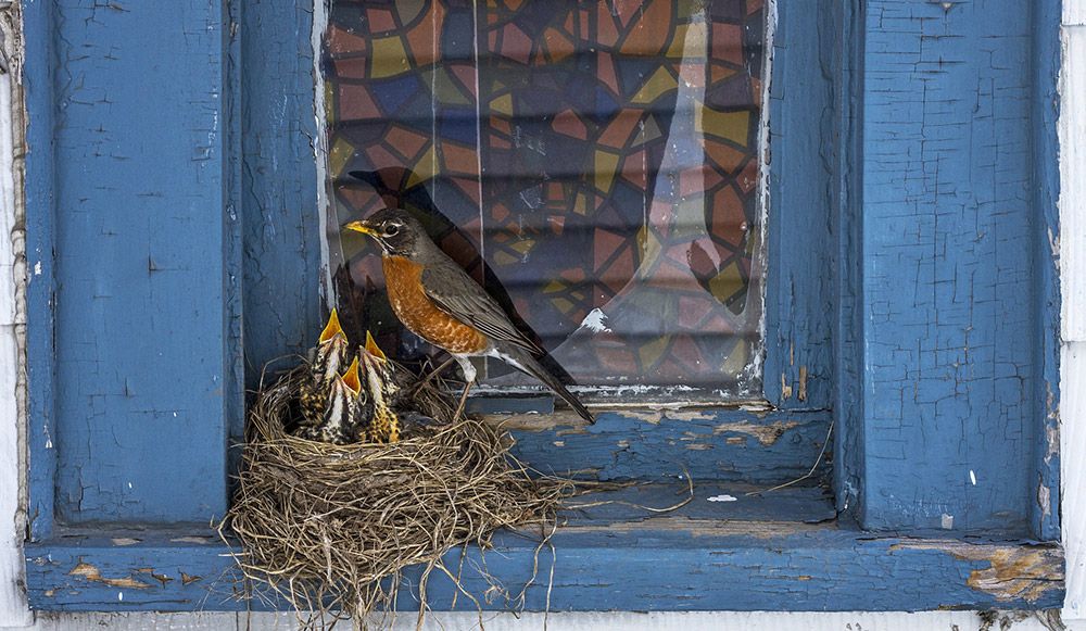 Avert disaster by putting stickers or decorations on your windows