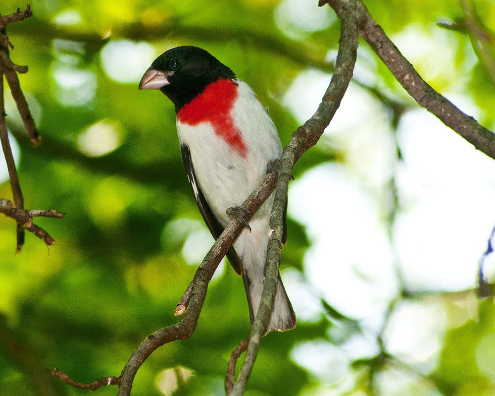 Songbirds, like this Rose-breasted Grosbeak, use stars to navigate under the cover of darkness