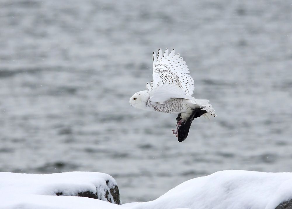 Live capture and relocation of rare birds like the Snowy owl are currently used to prevent them from being victims of bird strikes