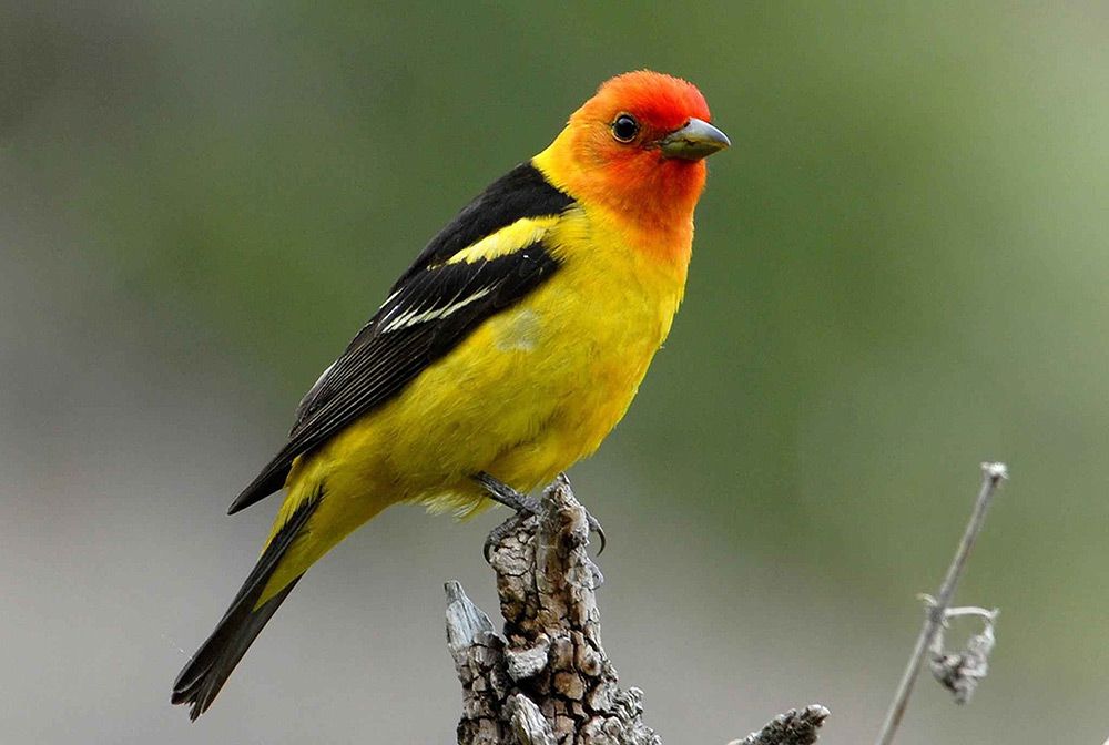 Western Tanagers are found in summer farther north than any other tanager -- far up into northwestern Canada