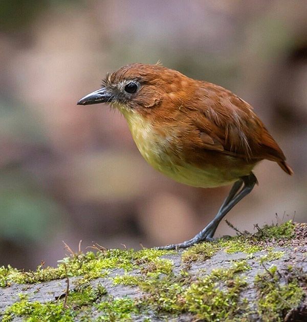 Yellow-breasted Antpitta in Mindo, Ecuador - intoBirds