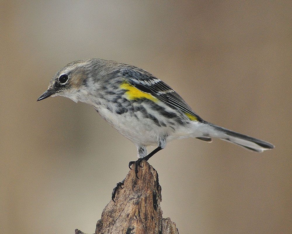 The Yellow-rumped Warbler is common in many lowland habitats, especially coastal bayberry thickets in East and streamside woods in West